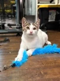 A baby medium-sized female Tabby cat named Mira for adoption in San Antonio, TX