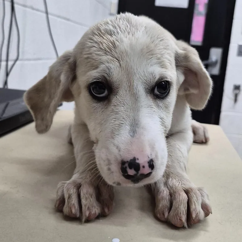 A baby small-sized female Yellow / Tan / Blond / Fawn Mixed Breed dog named Ivy for adoption in Ardmore, OK