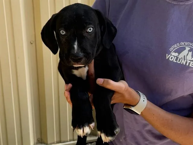 A baby small-sized male Black Mouth Cur dog named Alexander for adoption in Ames, IA