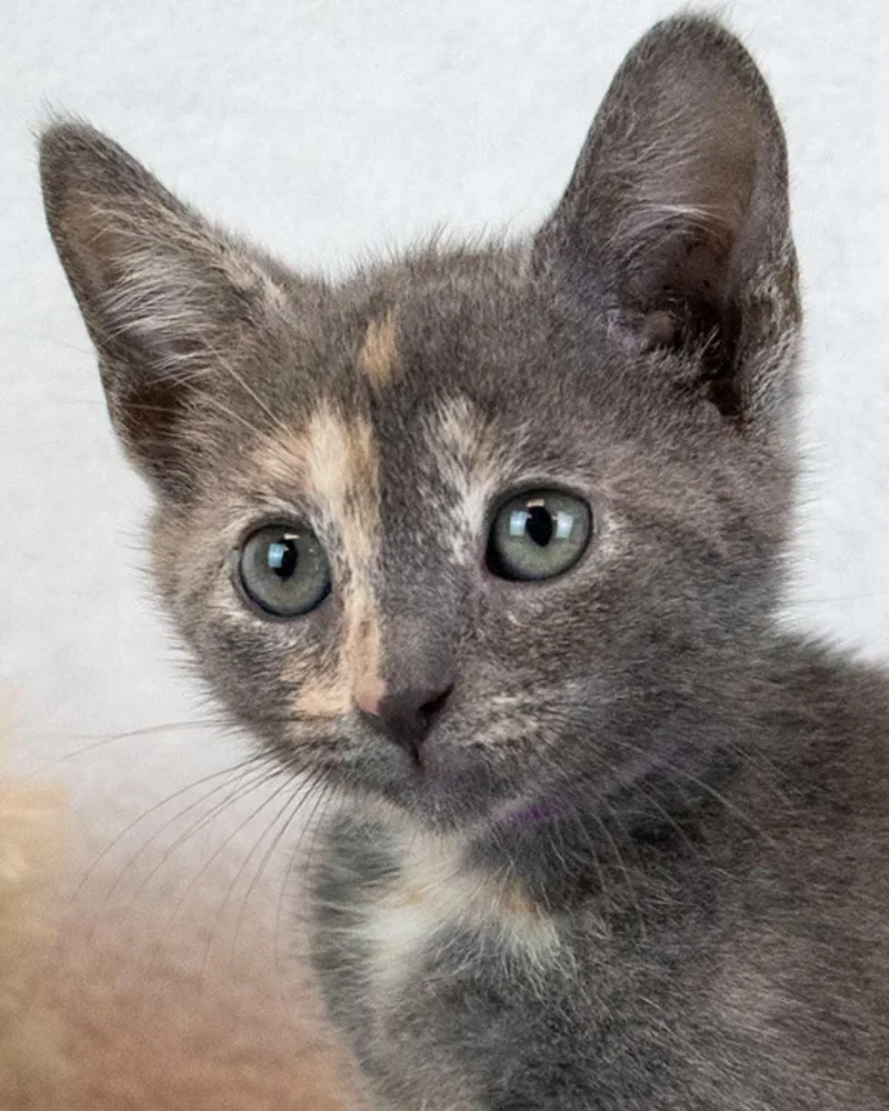 A baby medium-sized female Domestic Short Hair cat named Elaine for adoption in Kennesaw, GA
