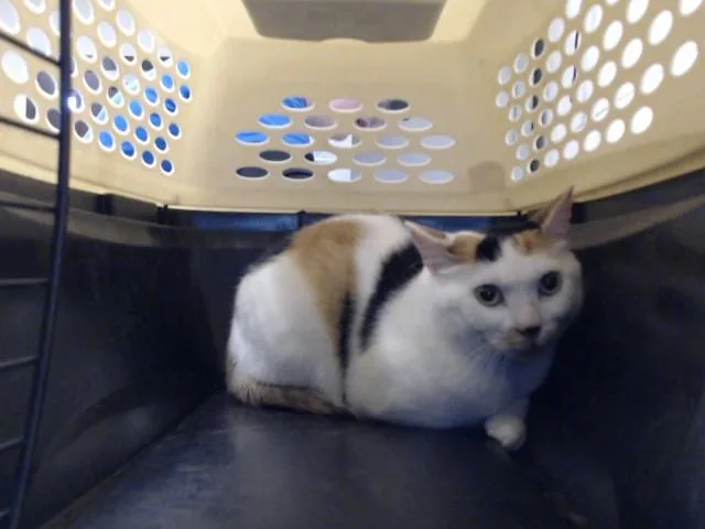 An adult large-sized female Domestic Short Hair cat named Avery for adoption in Fayetteville, NC