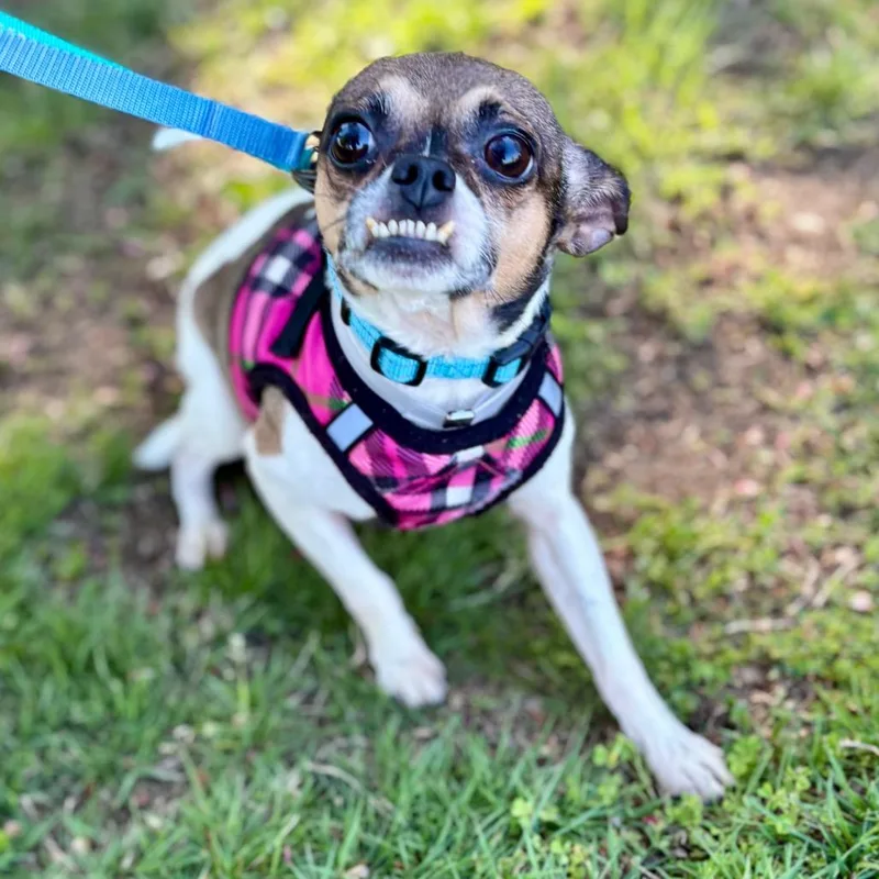 An adult small-sized male White / Cream Mixed Breed dog named Gizmo for adoption in Westhampton, NY