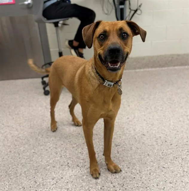 An adult large-sized male German Shepherd Dog dog named Cowboy for adoption in Brighton, CO