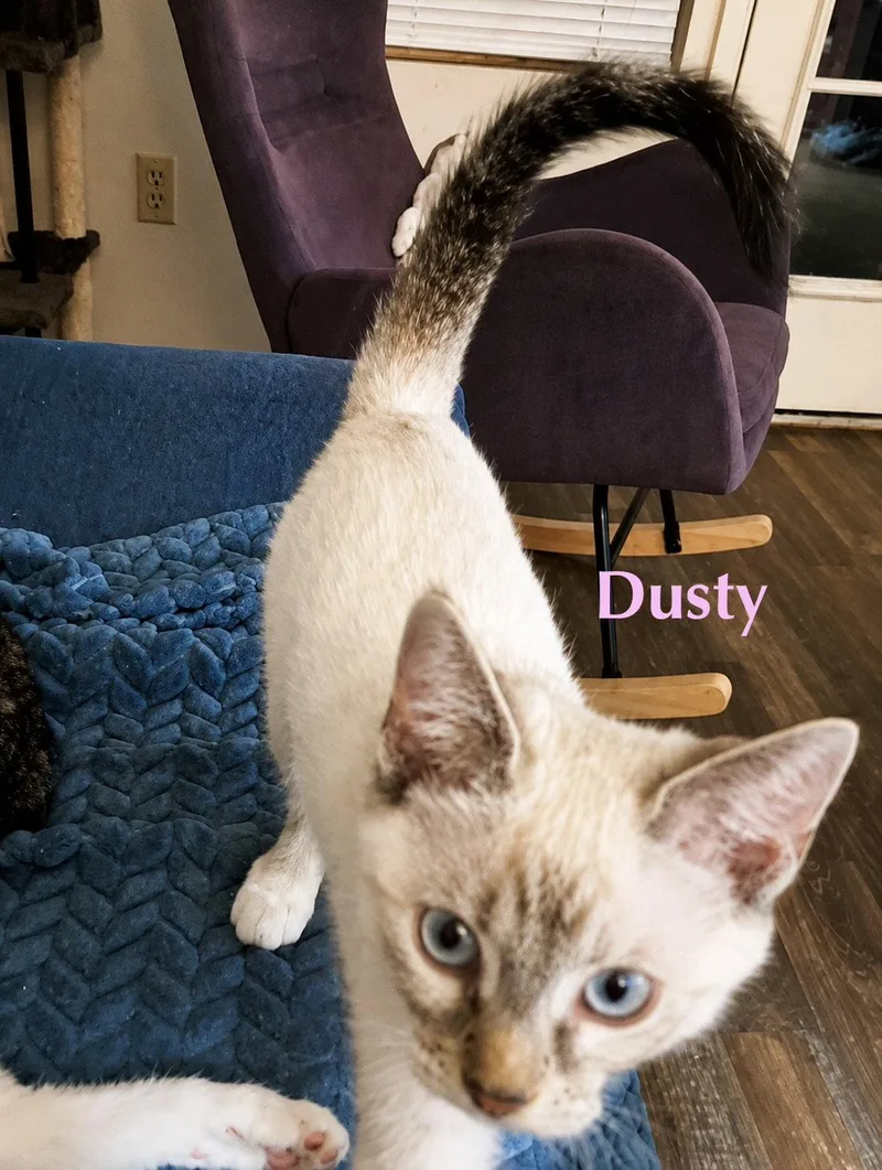 Dusty thumbnail 2