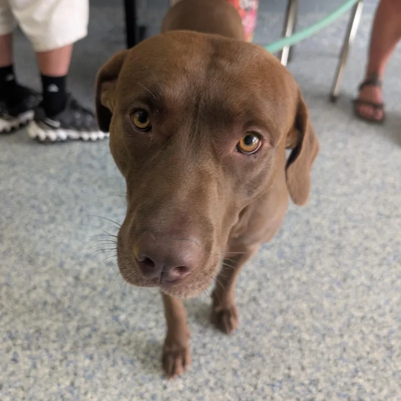 An adult medium-sized male Brown / Chocolate Mixed Breed dog named Wanderer Wonderful for adoption in Greenville, SC