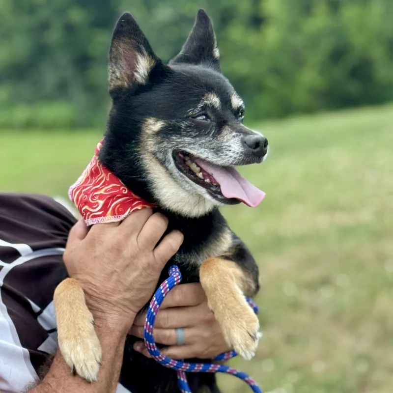 A senior small-sized male Black Chihuahua dog named Jaxon for adoption in Wilmington, OH