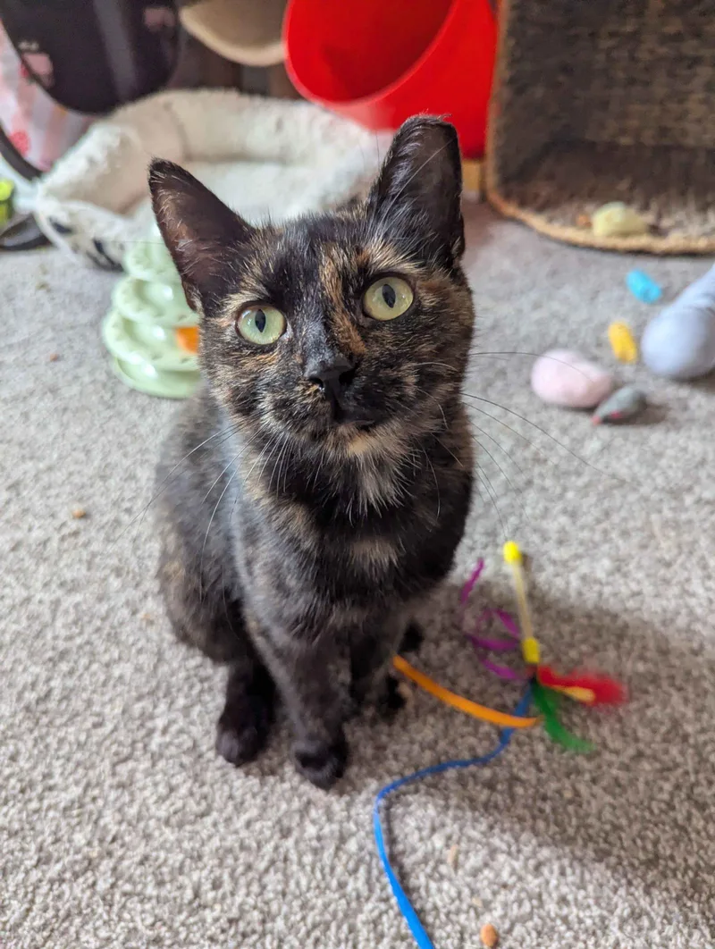 A young medium-sized female Tortoiseshell Domestic Short Hair cat named Azura for adoption in Seven Valleys, PA
