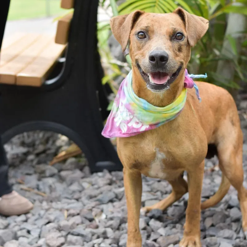 A young medium-sized female Brown / Chocolate Mixed Breed dog named Honey for adoption in Kailua Kona, HI