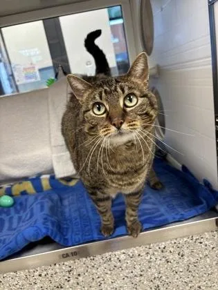An adult large-sized female Brown / Chocolate Domestic Short Hair cat named Bella for adoption in Kansas City, MO