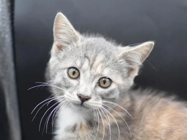 A baby small-sized female Domestic Short Hair cat named Concha for adoption in Portland, OR