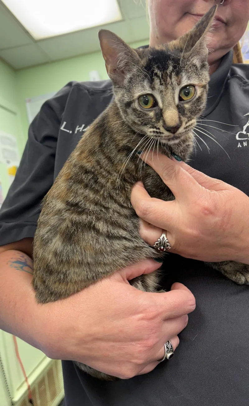 A young small-sized female Tabby (Brown / Chocolate) Tabby cat named Gracie for adoption in Cleburne, TX