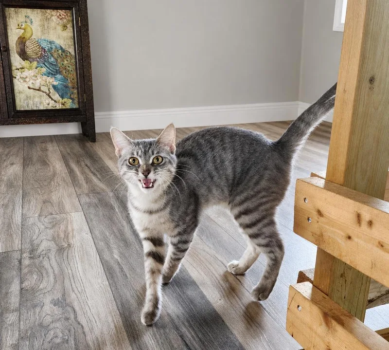 A young medium-sized male Gray / Blue / Silver Domestic Short Hair cat named Sterling for adoption in Homer Glen, IL