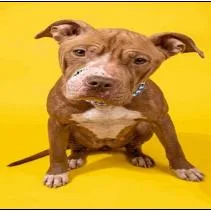 An adult medium-sized female Brown / Chocolate Mixed Breed dog named Dolce for adoption in Jacksonville, FL