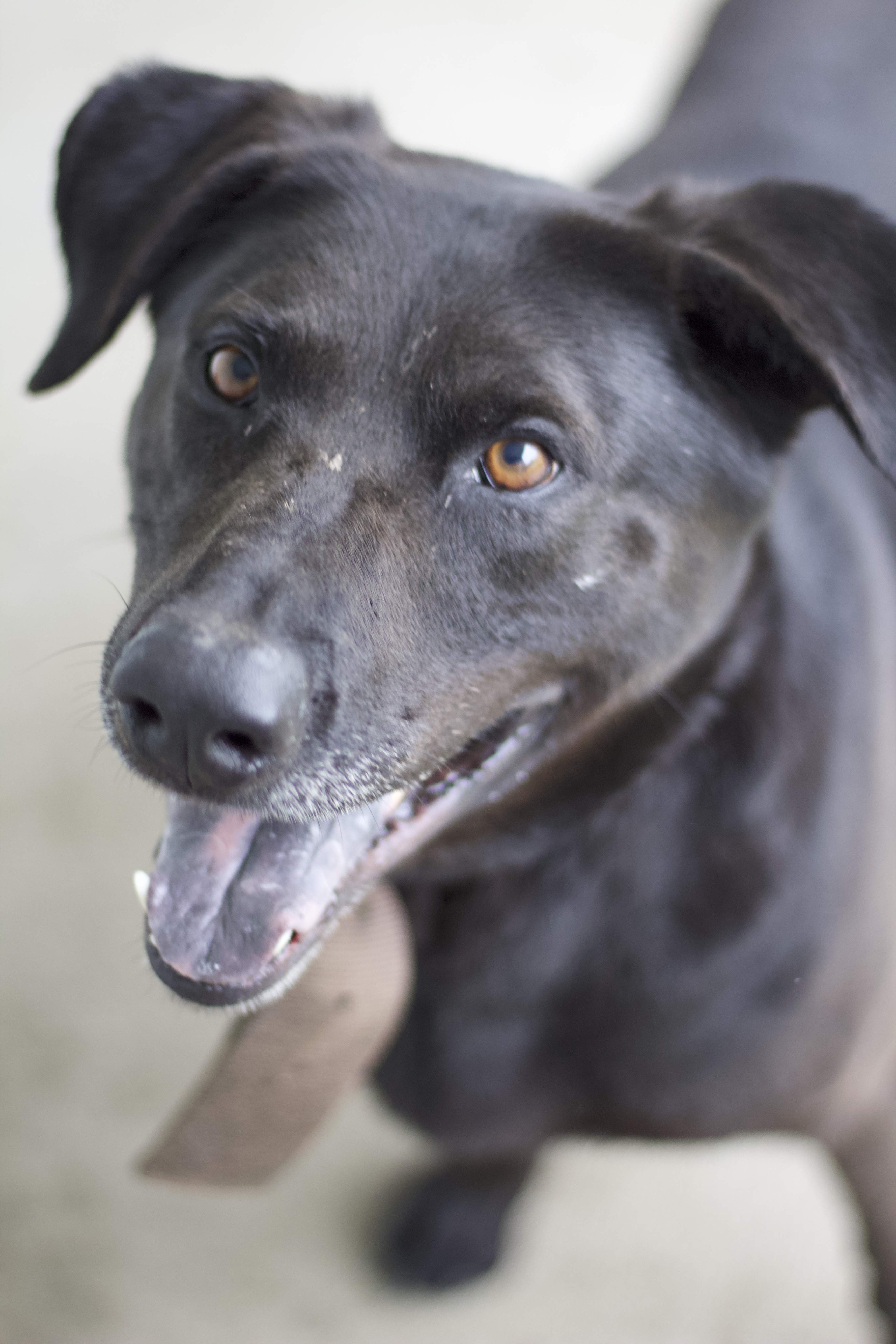 Armstrong thumbnail 3