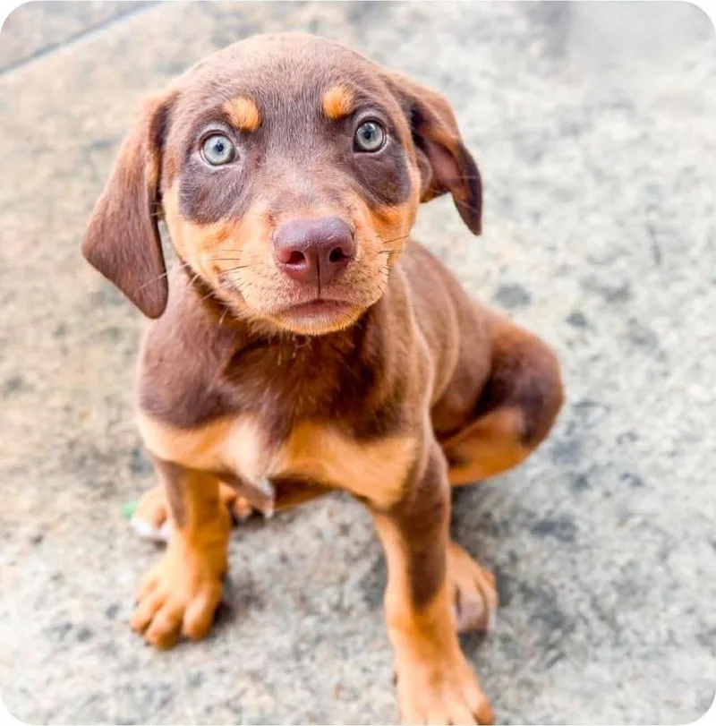 A baby large-sized female Mixed Breed dog named Megan Keller for adoption in Groveland, MA