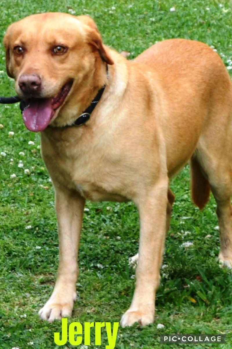 A senior medium-sized male Yellow / Tan / Blond / Fawn Yellow Labrador Retriever dog named Jerry for adoption in Bethpage, NY