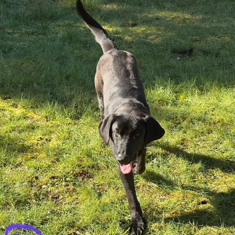 A young large-sized male Black Labrador Retriever dog named Oreo for adoption in Tacoma, WA