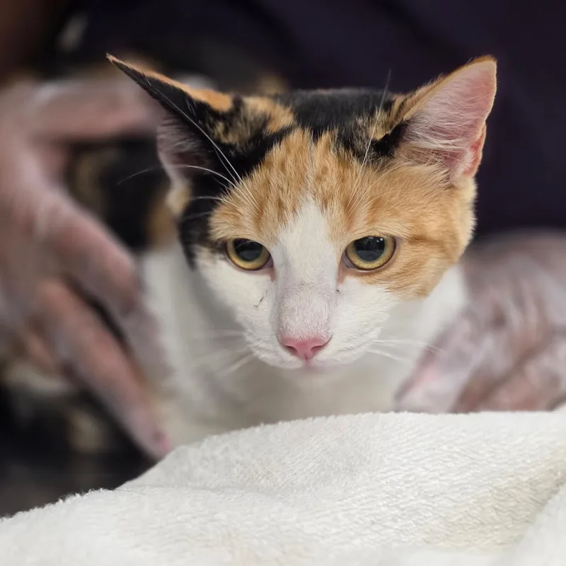A young medium-sized female Calico Domestic Short Hair cat named Maci for adoption in Newark, NJ