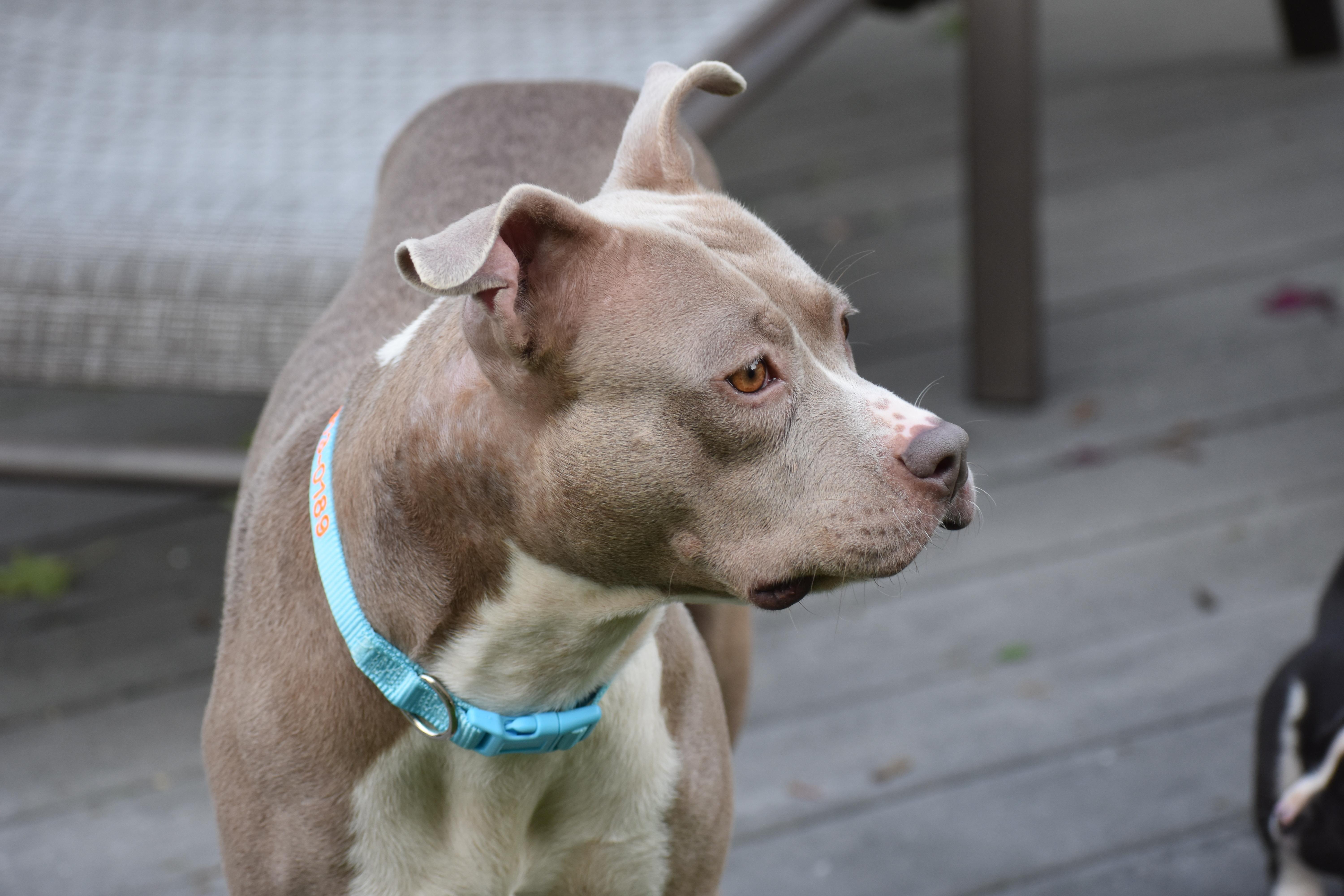 An adult medium-sized female Pit Bull Terrier dog named Mama Petunia for adoption in Carmel, NY