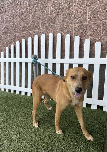 A young large-sized female German Shepherd Dog dog named Nugget for adoption in Modesto, CA