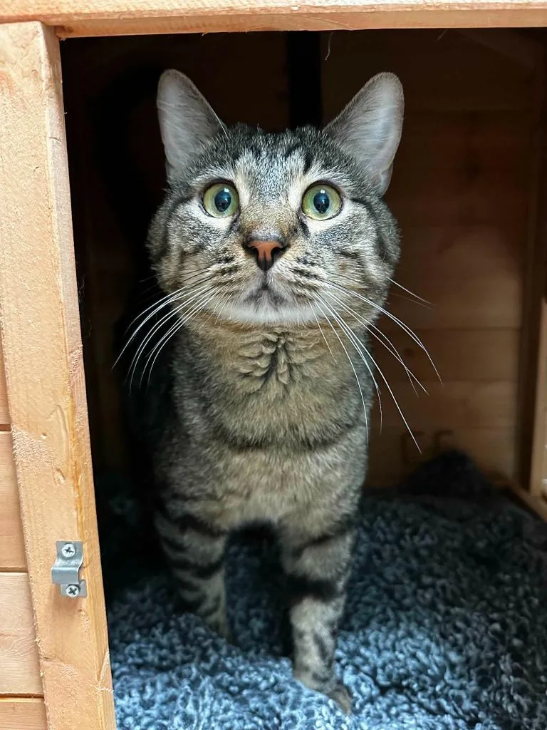 An adult medium-sized male Domestic Short Hair cat named Mischief for adoption in Hoover , AL