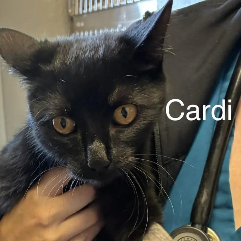 A young medium-sized female Black Domestic Short Hair cat named Cardi for adoption in Knoxville, TN