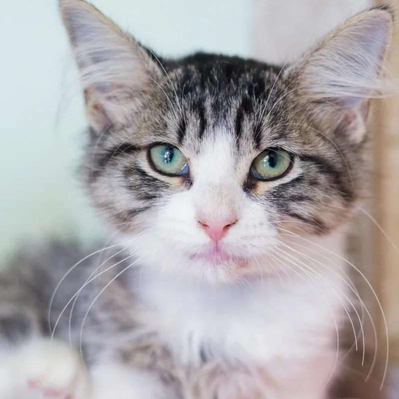 A baby medium-sized female Domestic Medium Hair cat named Behemoth for adoption in Hot Springs, AR