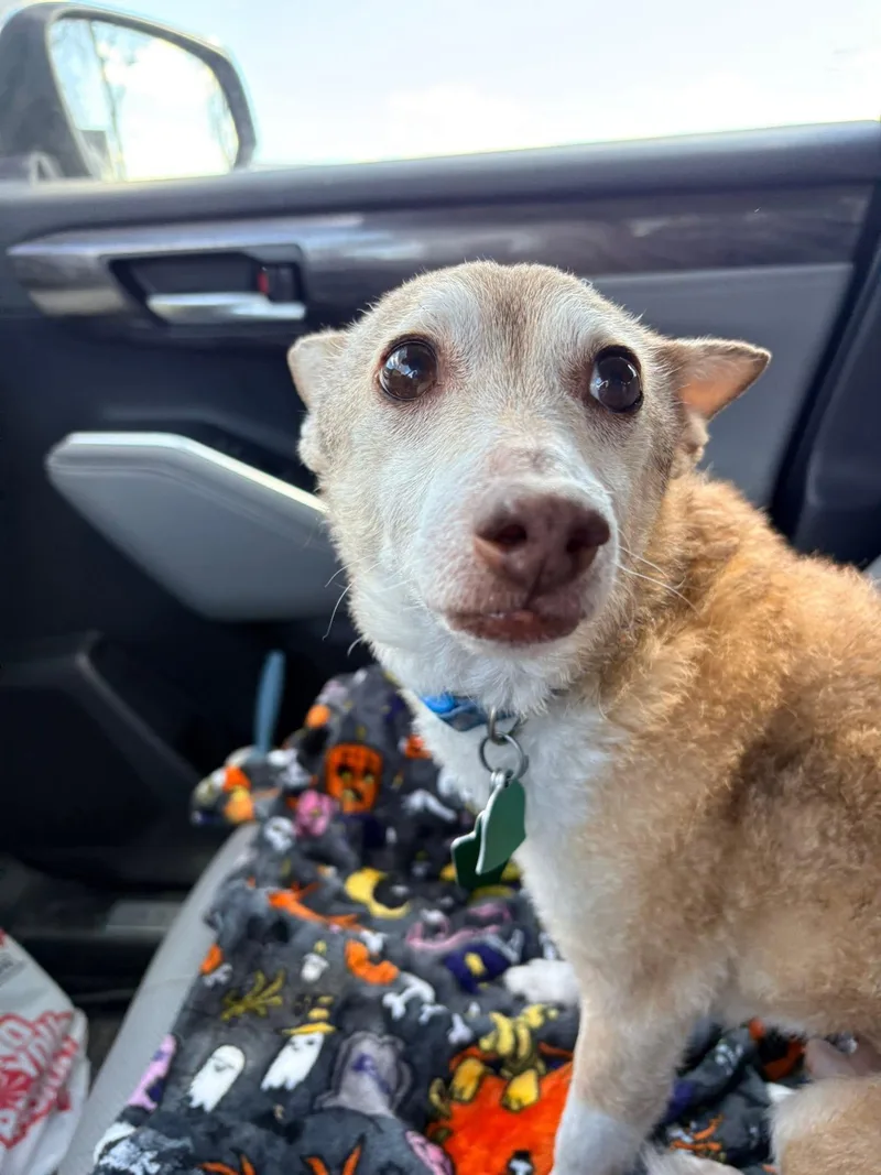 Napoleon thumbnail 2