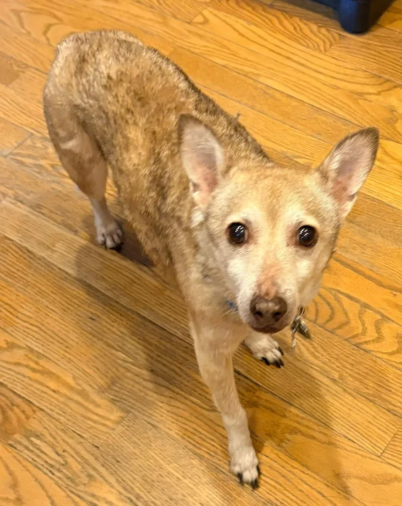 Napoleon thumbnail 3