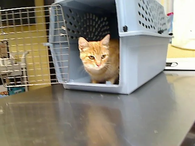 An adult medium-sized female Domestic Short Hair cat named Momma Hotel for adoption in Cookeville, TN