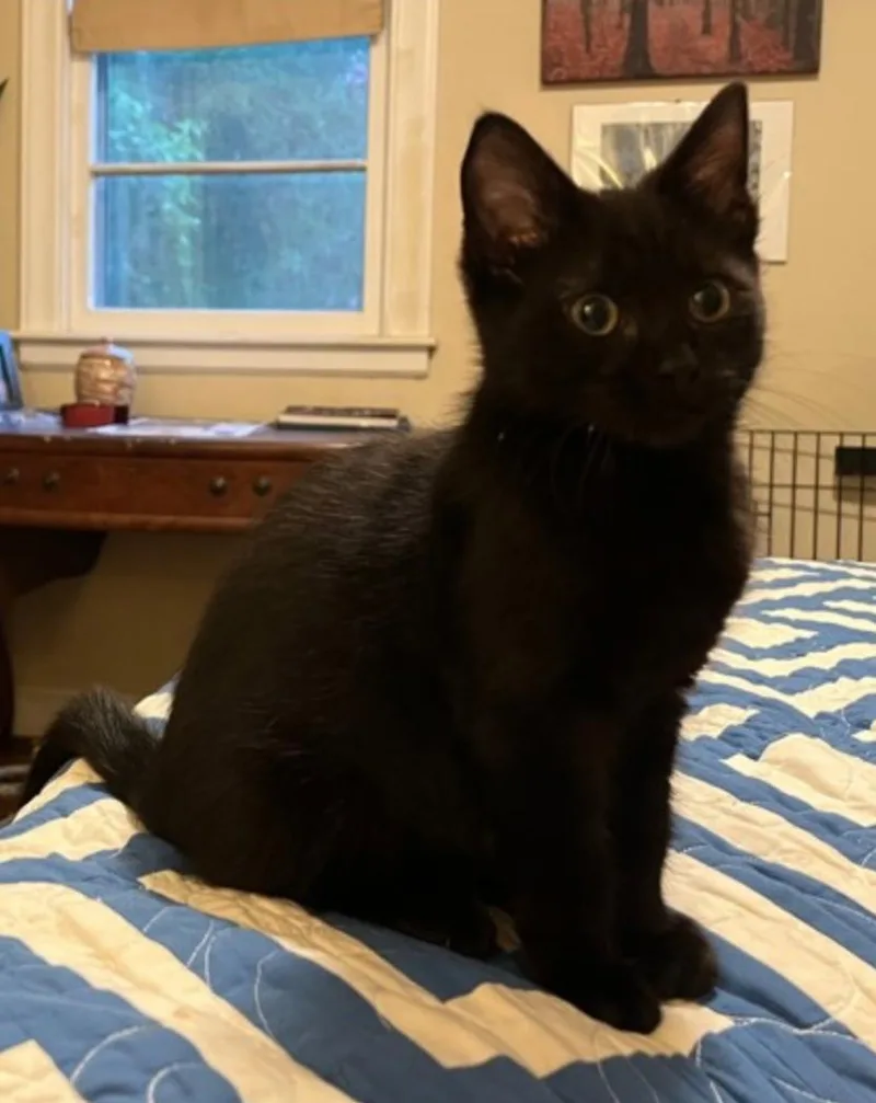 A young small-sized male Black Domestic Short Hair cat named Mako for adoption in Marshall, NC