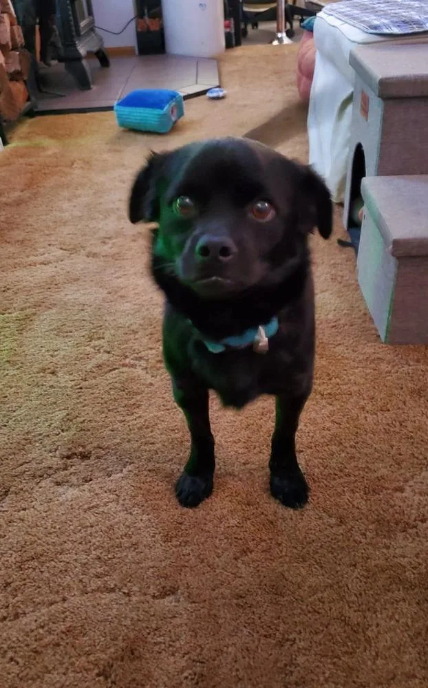 An adult medium-sized male Tricolor (Brown, Black, & White) Retriever dog named Chewy for adoption in Valley Stream, NY