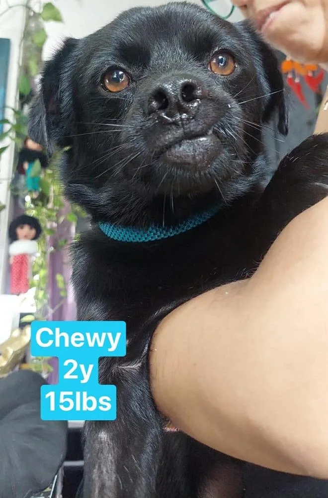 Chewy thumbnail 2