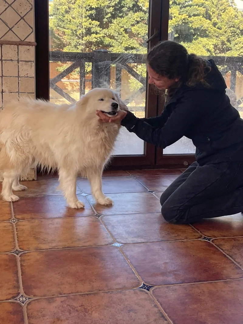 An adult medium-sized female White / Cream Samoyed dog named Blanka for adoption in New York, NY
