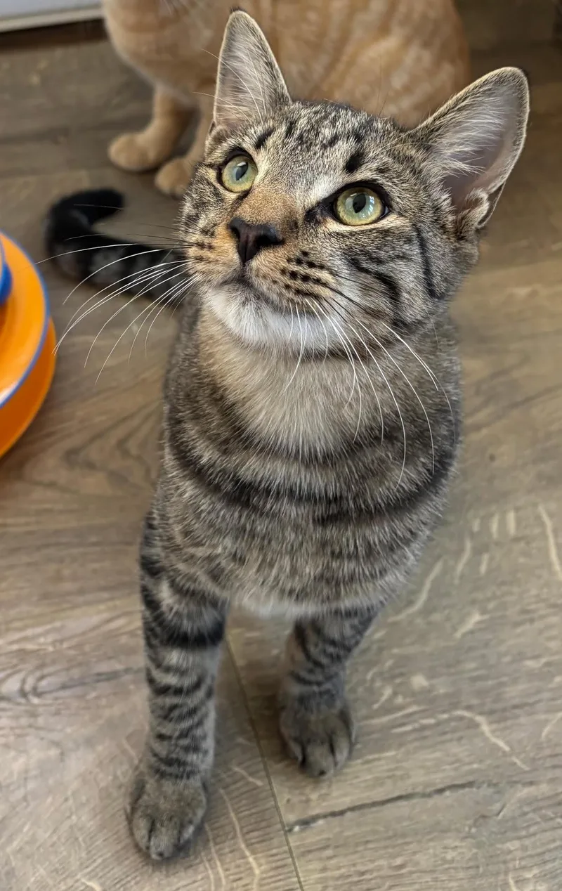 A baby medium-sized male Domestic Short Hair cat named Linus for adoption in Buena Vista, VA