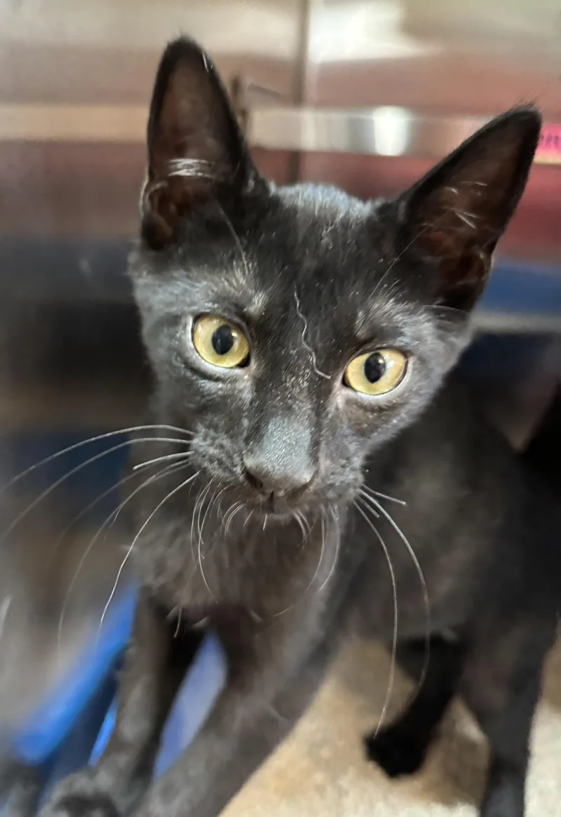 A young medium-sized female Black Domestic Short Hair cat named Truffle for adoption in Raymond, WA