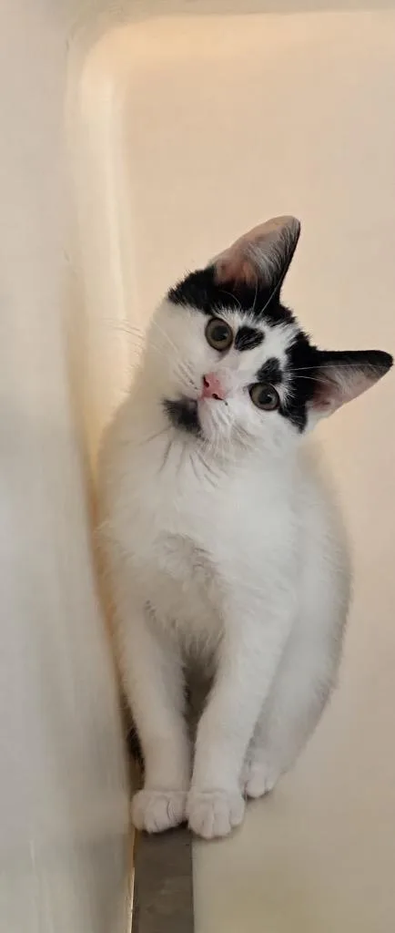 A baby small-sized female Domestic Short Hair cat named Crystal for adoption in Columbia, TN