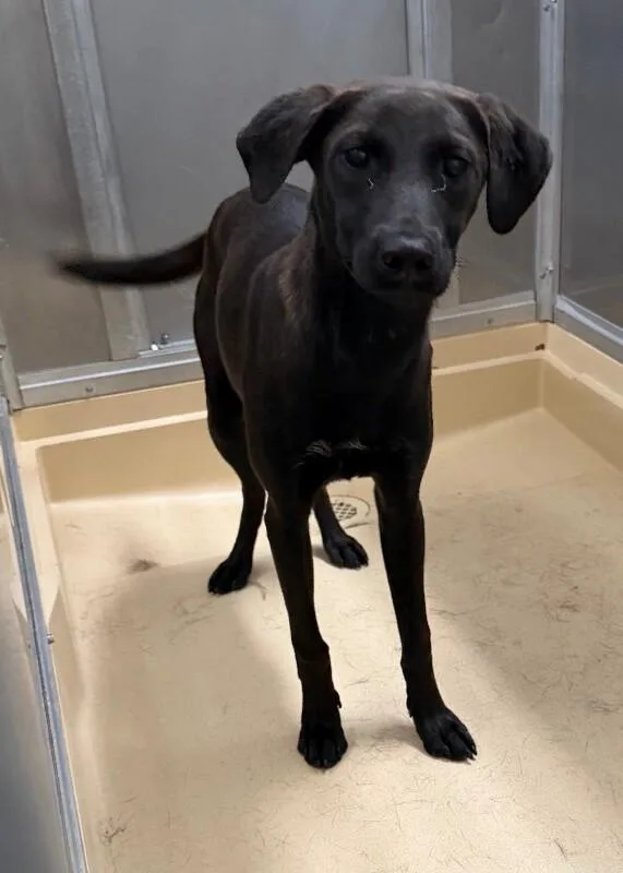 An adult medium-sized female Black Labrador Retriever dog named Unknown for adoption in Burgaw, NC