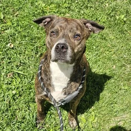 An adult large-sized female Pit Bull Terrier dog named Mozzy for adoption in Scotia, NY