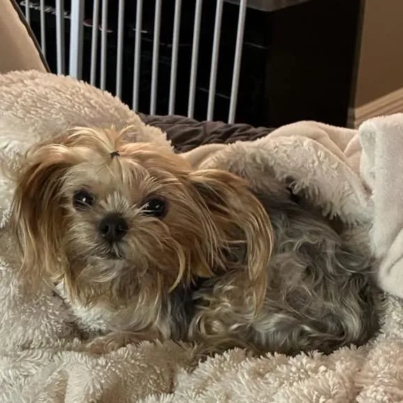 Charlie thumbnail 2