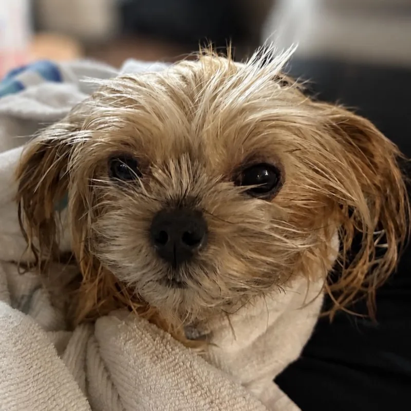 Charlie thumbnail 3