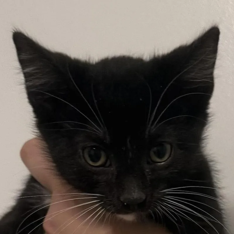 A baby small-sized male Black & White / Tuxedo Domestic Short Hair cat named Ash for adoption in Chicago, IL