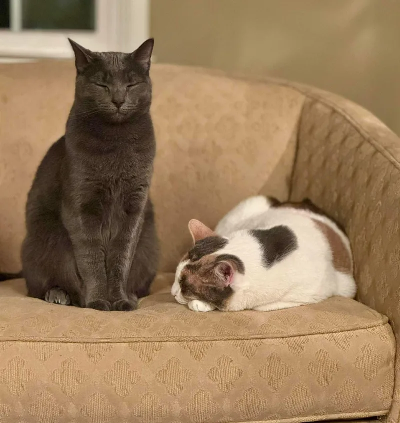 A young medium-sized male Gray / Blue / Silver Domestic Short Hair cat named Beignet for adoption in Baltimore, MD