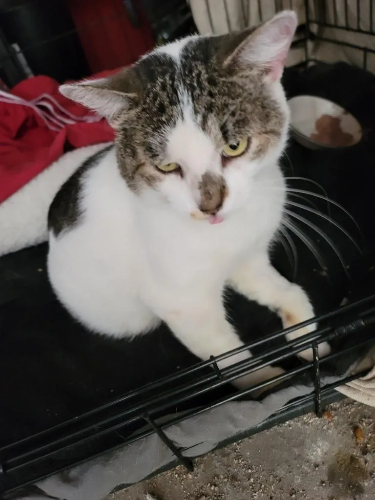 An adult medium-sized male Domestic Short Hair cat named Mr. Stashio Aka Stashu for adoption in Windsor, CT