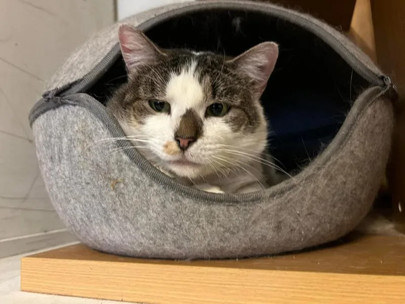 Mr. Stashio Aka Stashu thumbnail 2