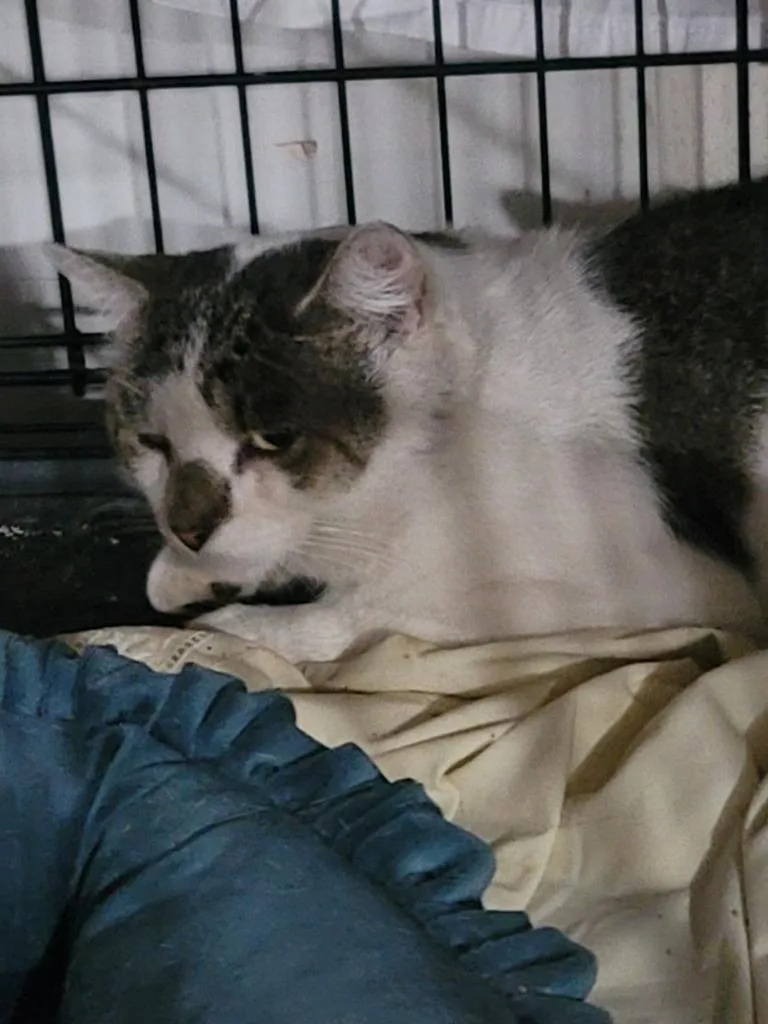 Mr. Stashio Aka Stashu thumbnail 3