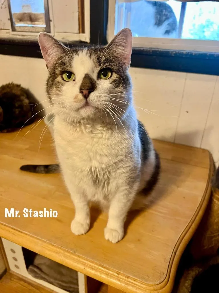 Mr. Stashio Aka Stashu thumbnail 4