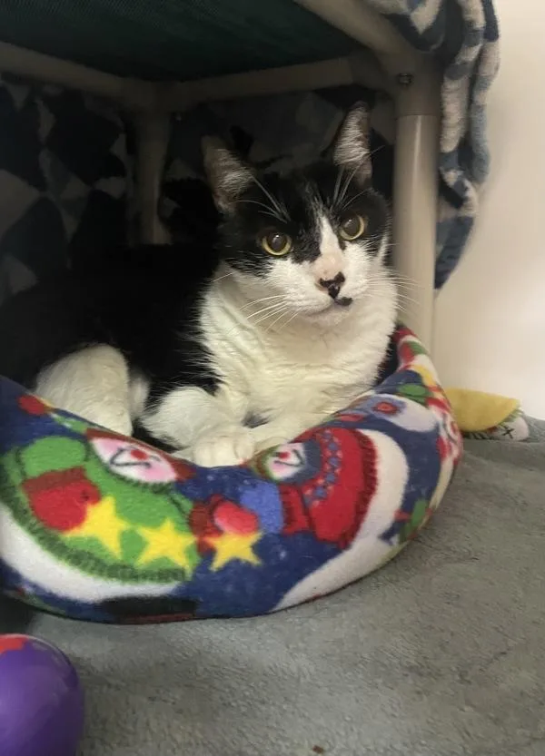 A senior medium-sized male Domestic Short Hair cat named Christopher for adoption in Oceanside, CA