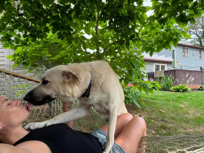A young extra large-sized male Great Pyrenees dog named Monte for adoption in Holbrook, NY