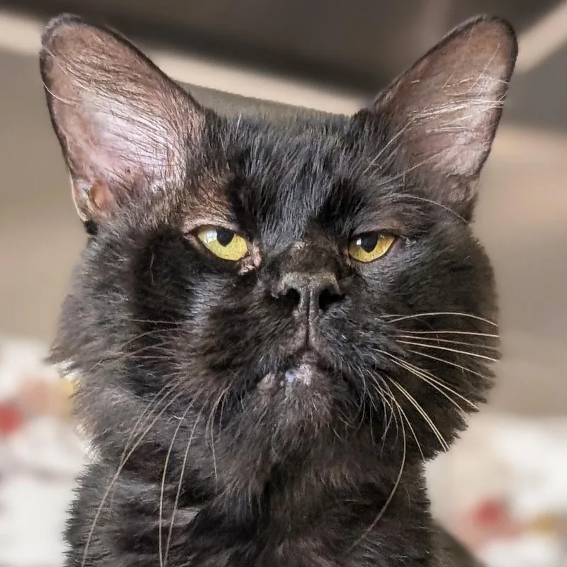 An adult medium-sized male Domestic Medium Hair cat named Benny for adoption in Jefferson, WI